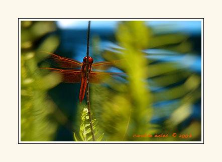 Dragonflies_3