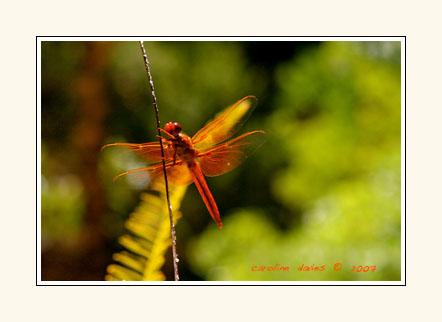 Dragonflies_5