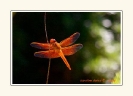 Dragonflies_1