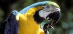 Macaw, Amazon Rain Forest, Peru
