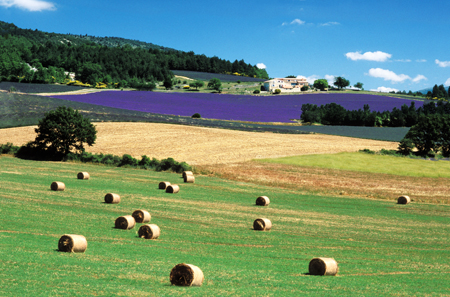 Provence lavendar