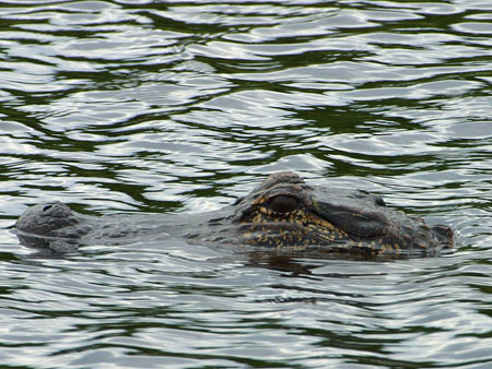 Alligator - public domain image