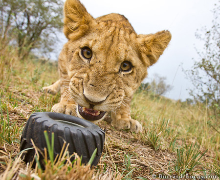 Lion removes wheel from Beetlecam