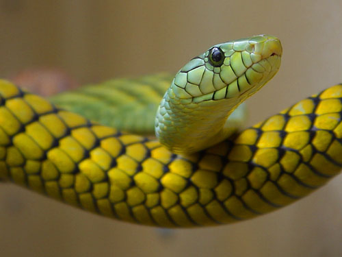 Snake - public domain image