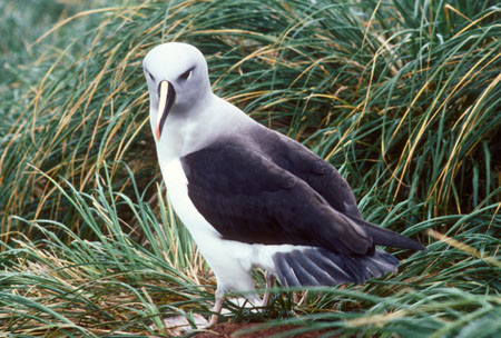 Grey-headed albatross, Diego Ramirez