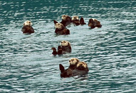 Sea otters, Alaska